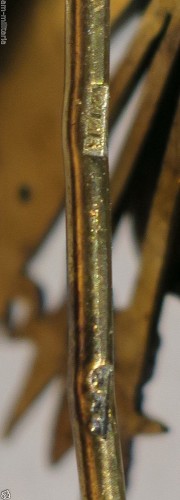 EUR 383,78 199 - Malteserorden - Comtur-Profeßkreuz - Fertigung Rothe Wien 1920 30 9$_57.JPG